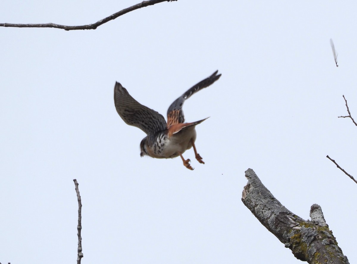 American Kestrel - ML617842673