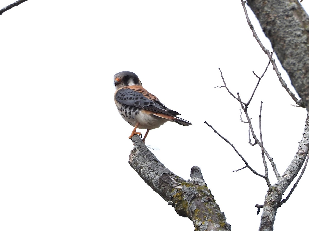 American Kestrel - ML617842675