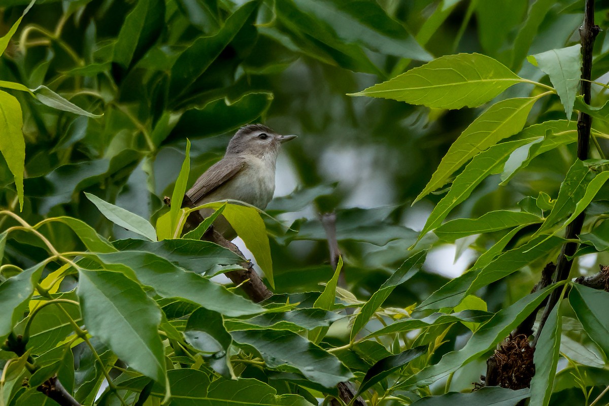 Vireo Gorjeador - ML617842700