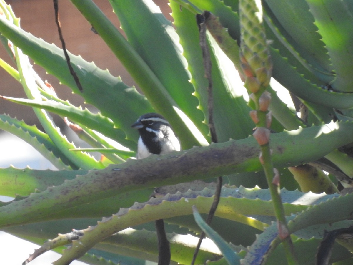 Black-throated Sparrow - ML617842701