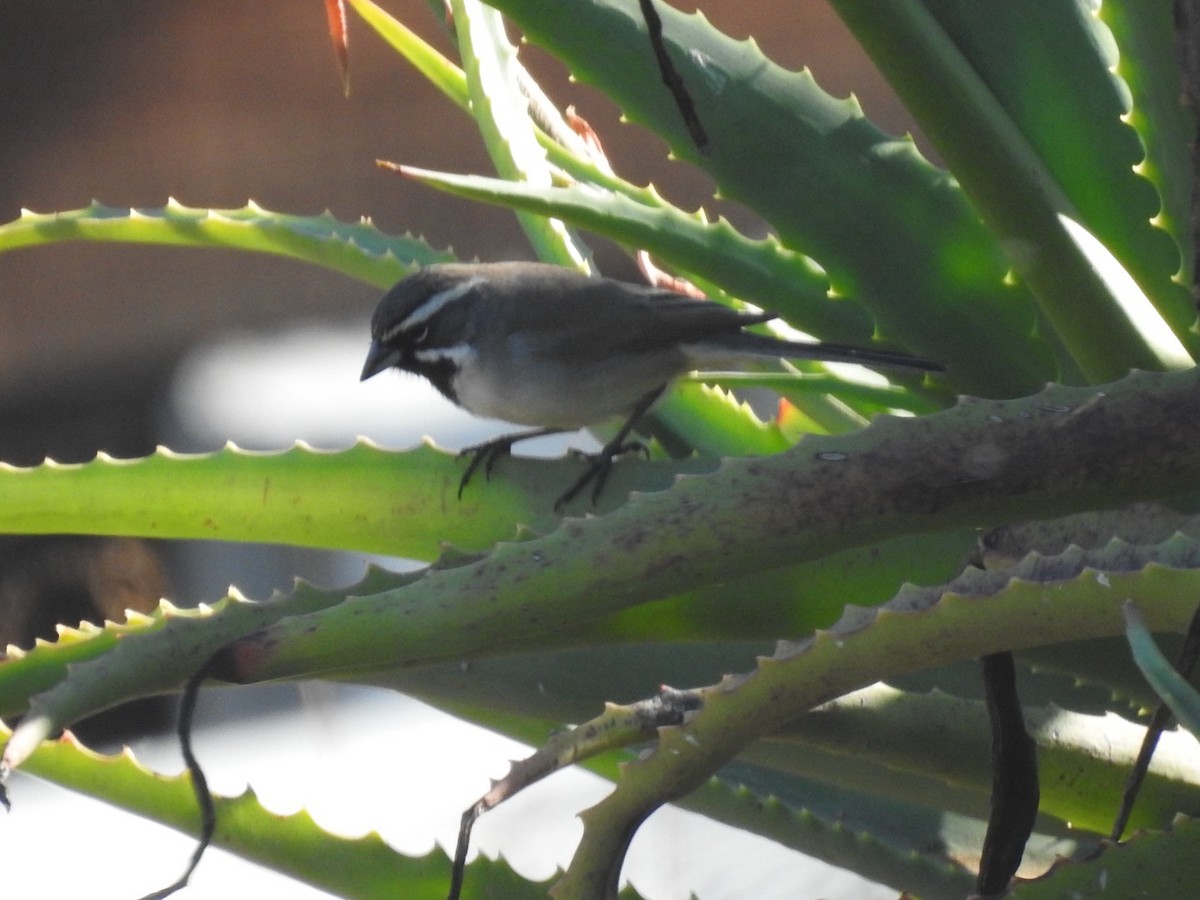 Black-throated Sparrow - ML617842702