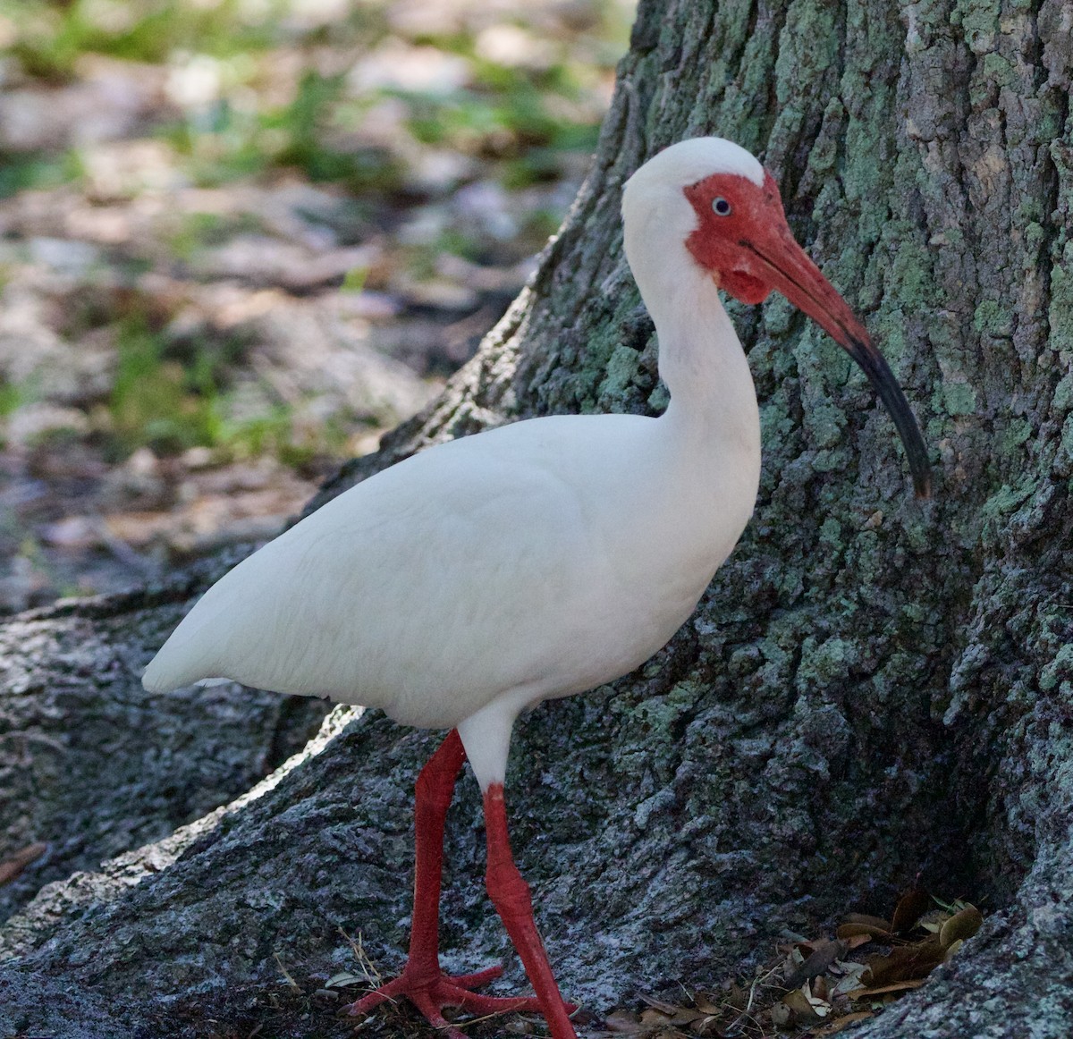 ibis bílý - ML617842720