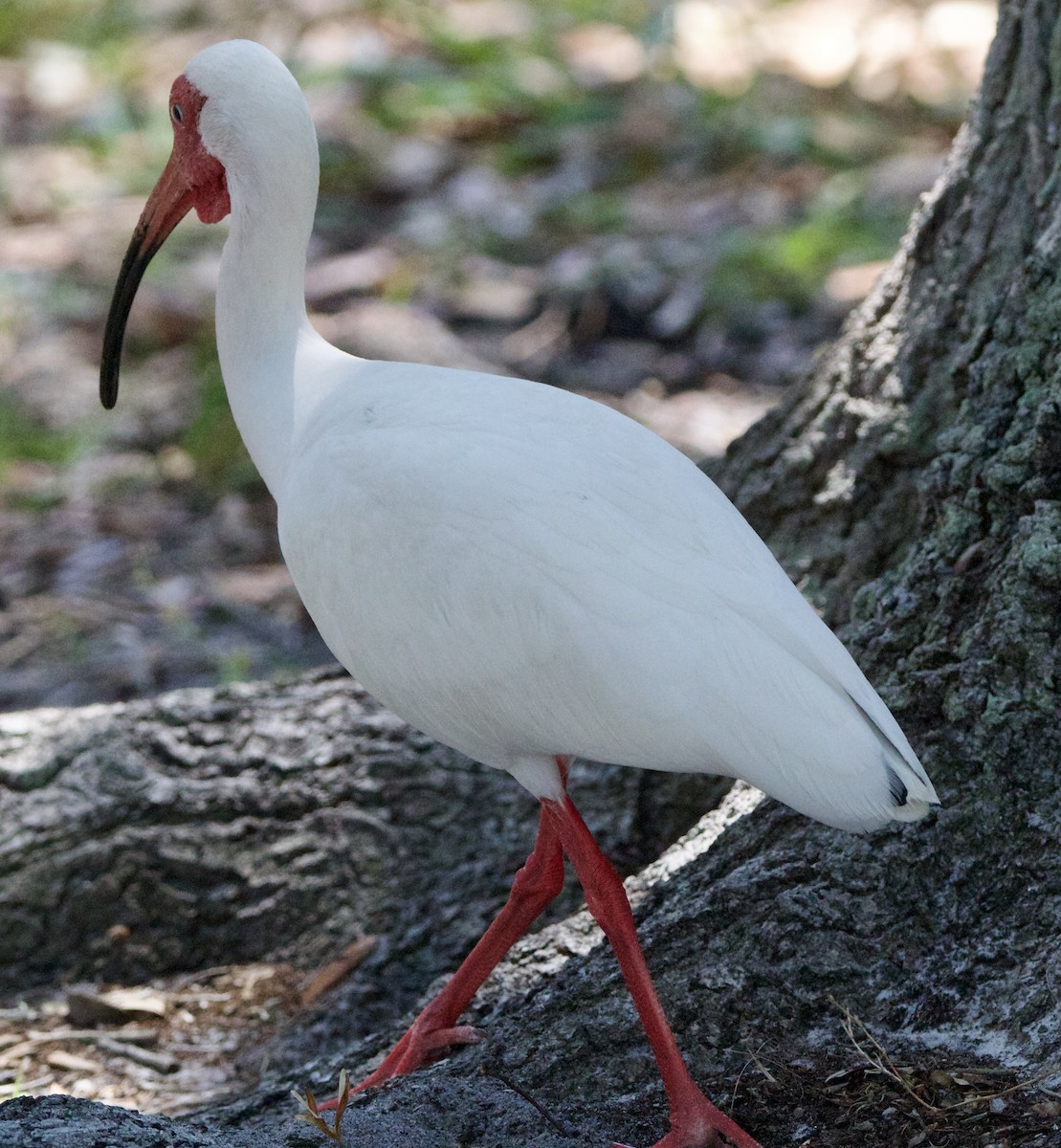 ibis bílý - ML617842721