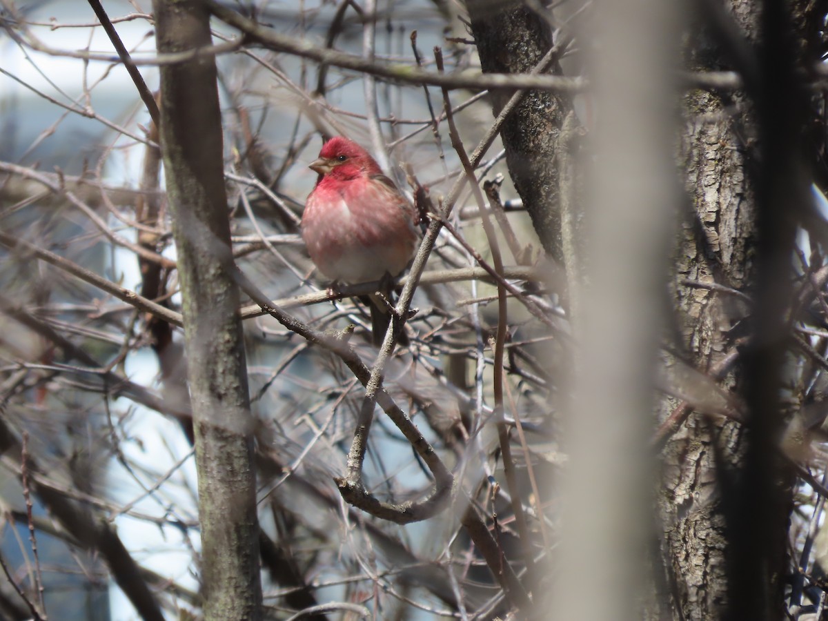 Purple Finch - ML617842742