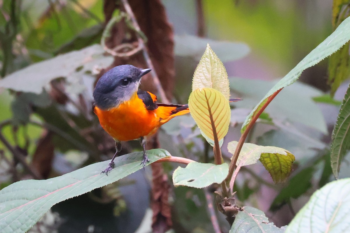 Gray-chinned Minivet - ML617842745