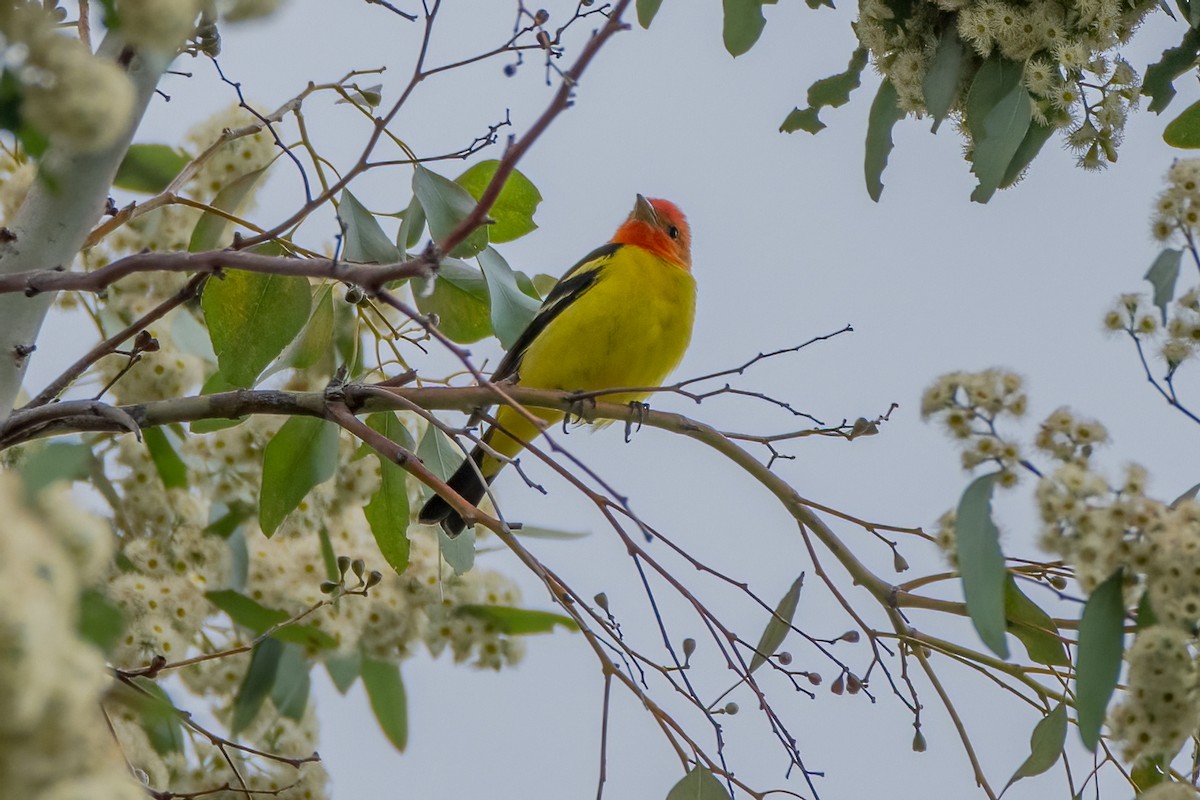 Piranga Carirroja - ML617842748