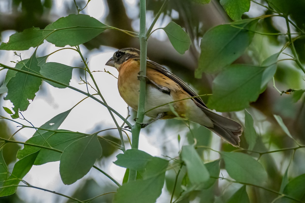 Black-headed Grosbeak - ML617842755