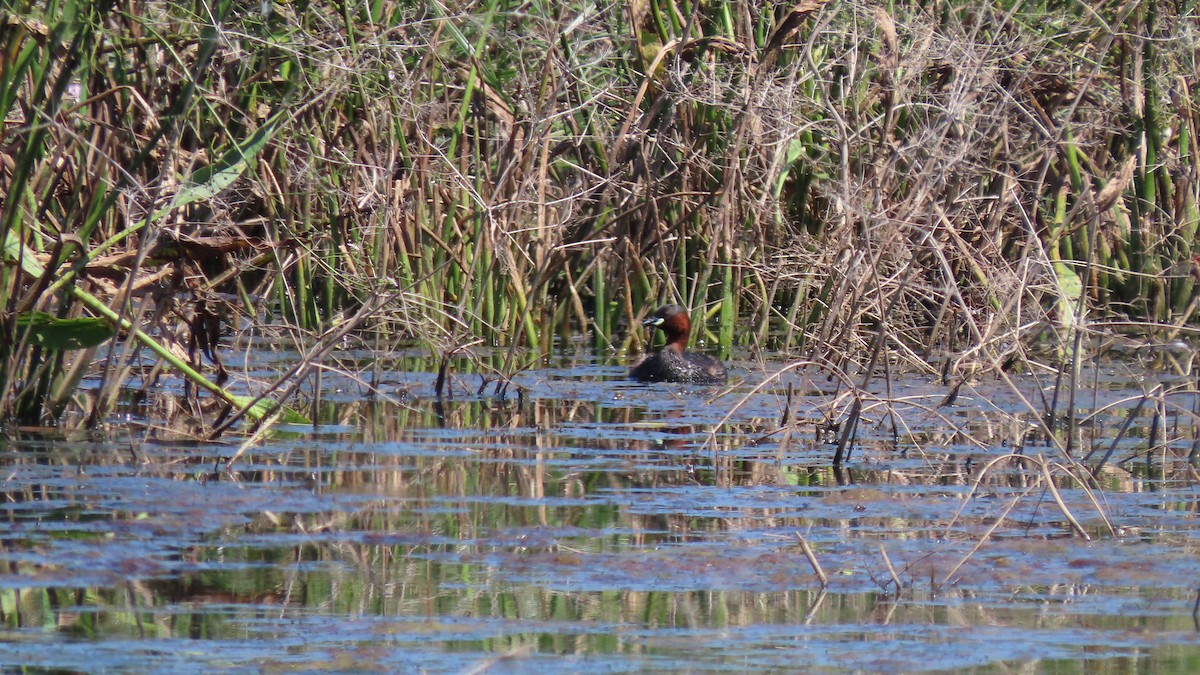 Little Grebe - ML617842799