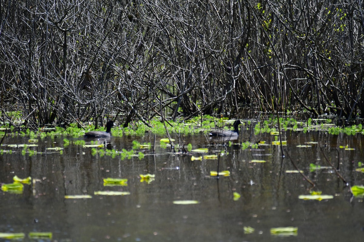 American Coot - Laura Spencer