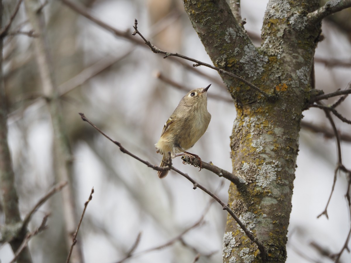 Ruby-crowned Kinglet - ML617842810