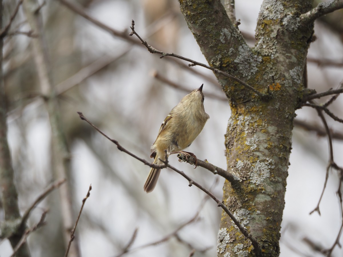 Ruby-crowned Kinglet - Lincoln Rice