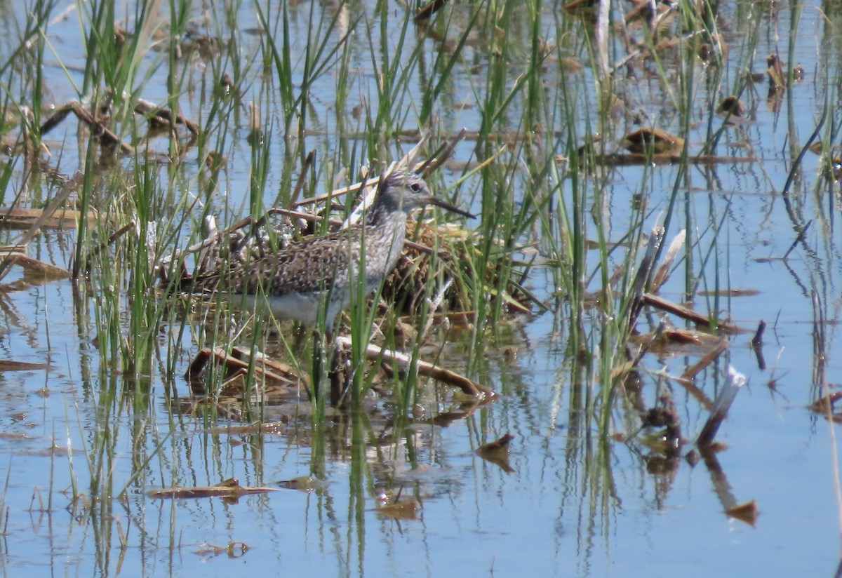 Lesser Yellowlegs - ML617842820