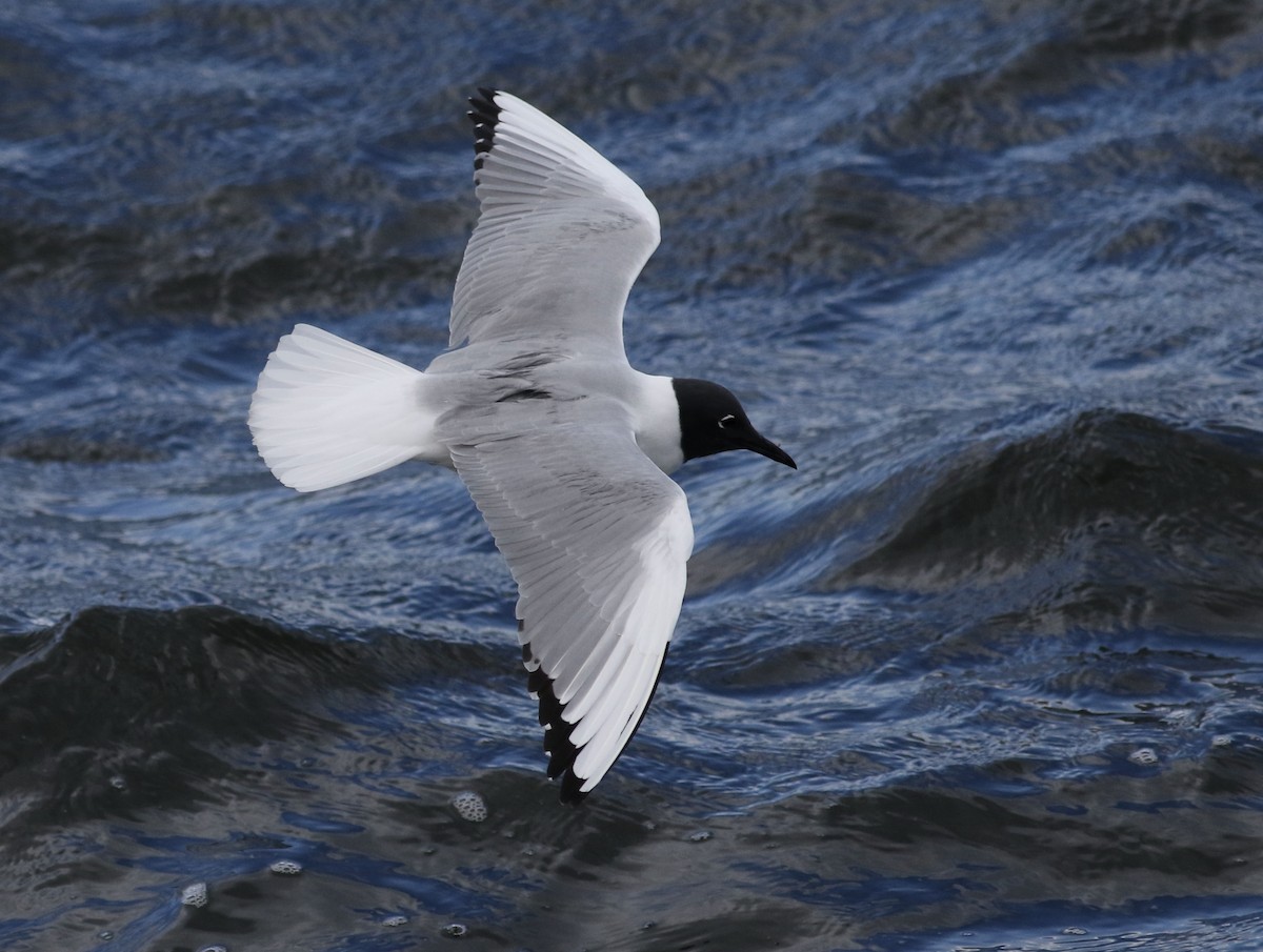 Bonaparte's Gull - ML617842822