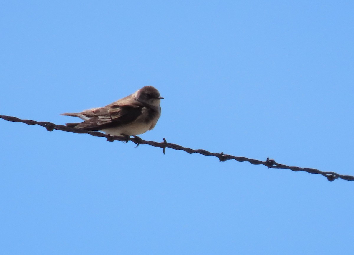 Northern Rough-winged Swallow - ML617842836