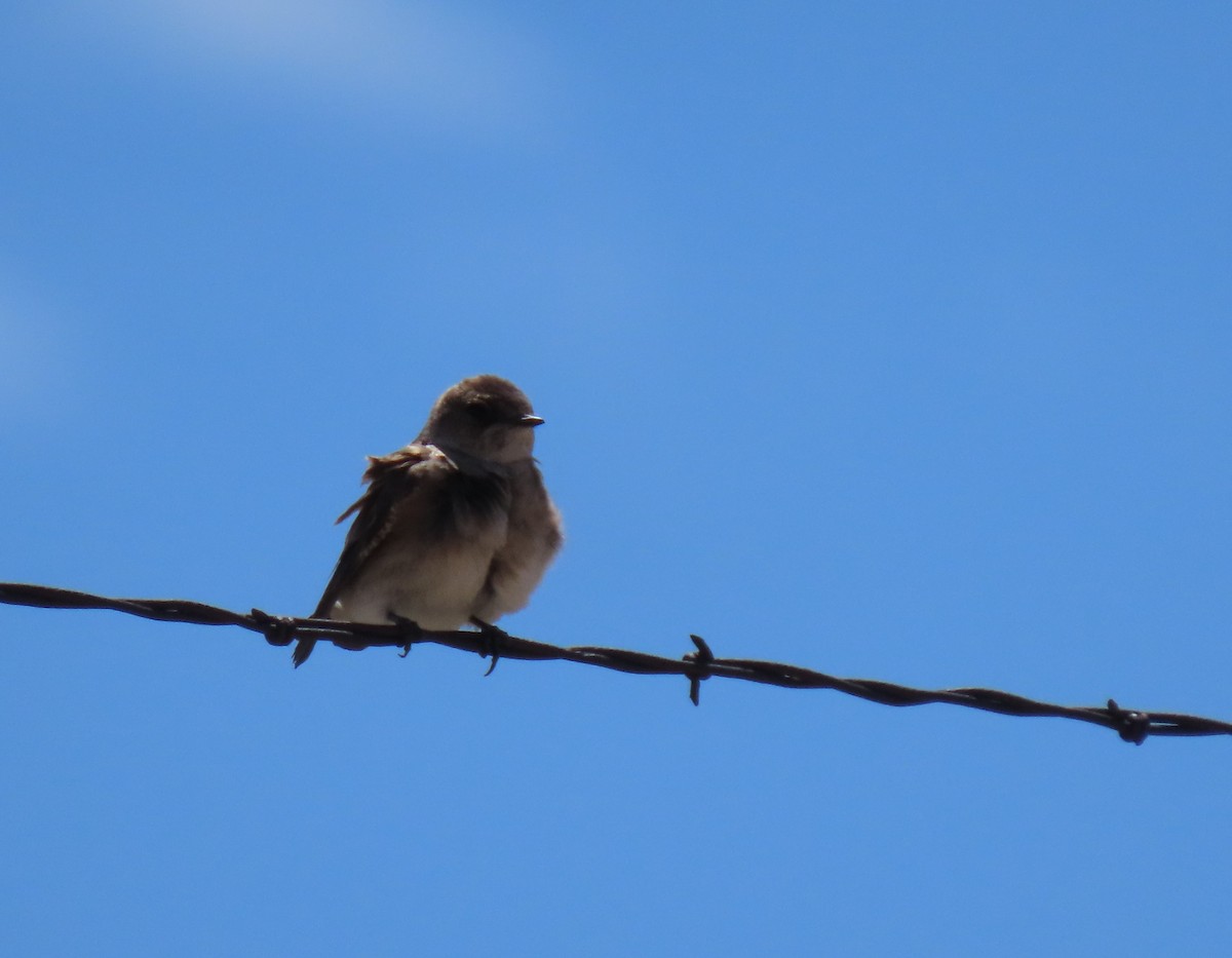 Northern Rough-winged Swallow - ML617842837