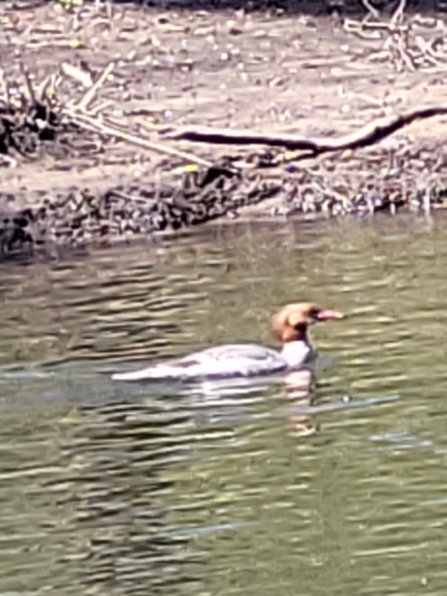 Common Merganser (North American) - ML617842880