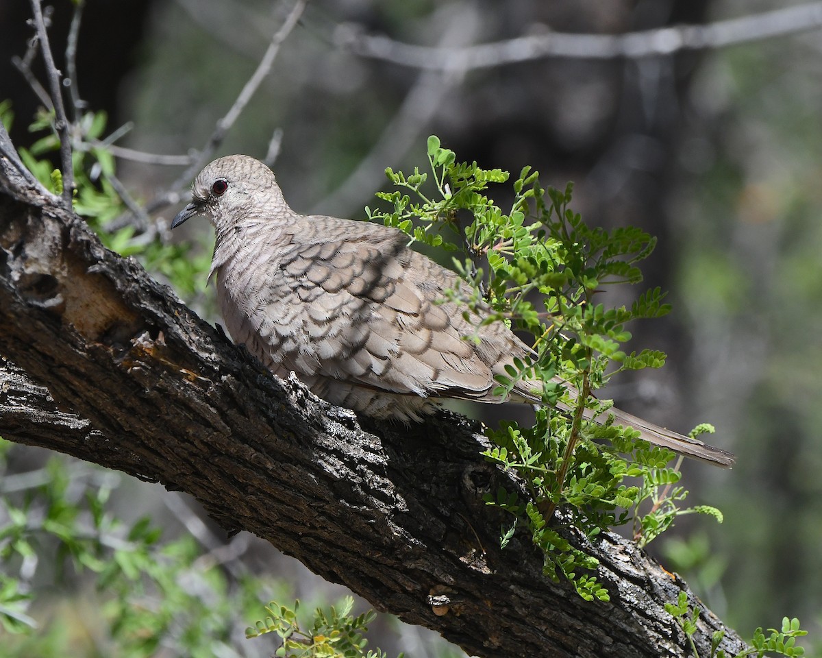 Inca Dove - ML617842885