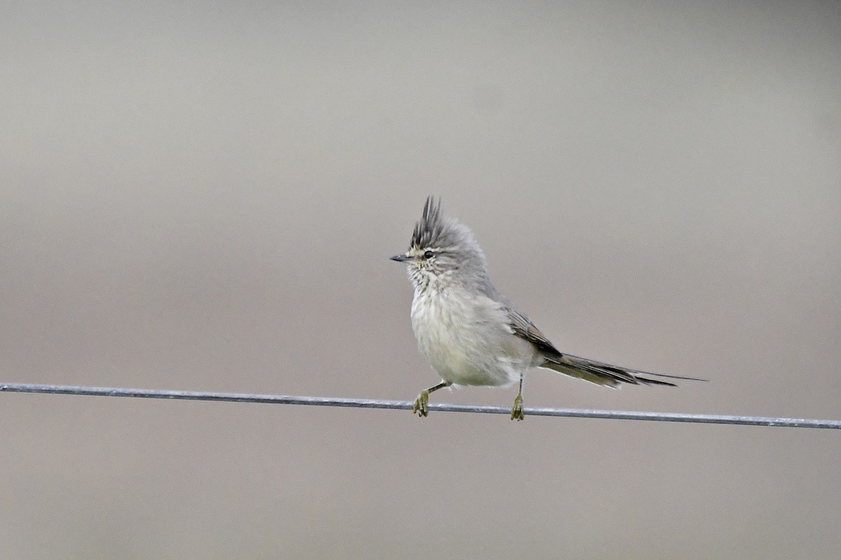 Tufted Tit-Spinetail - Marcelo Cuadrado