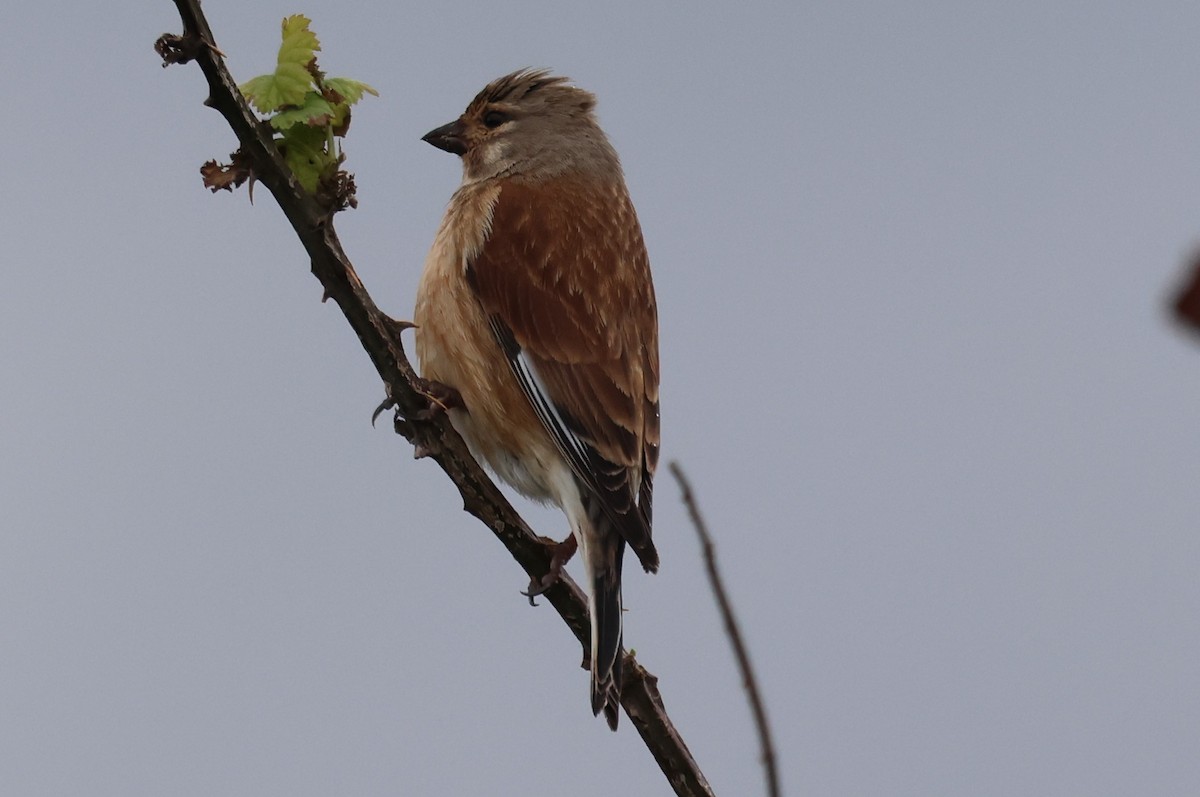 Eurasian Linnet - ML617842943