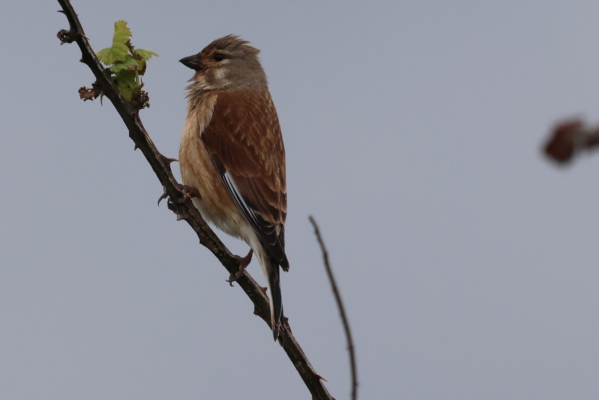 Eurasian Linnet - ML617842944