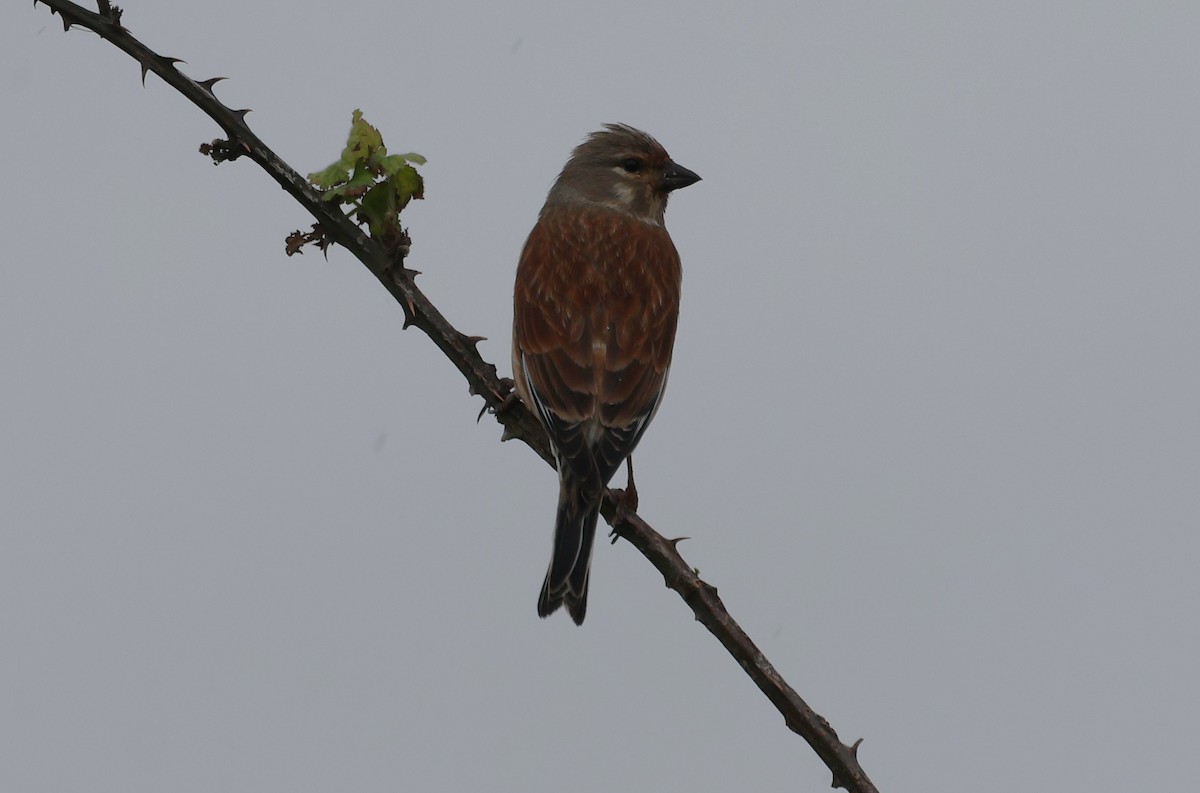 Eurasian Linnet - ML617842945