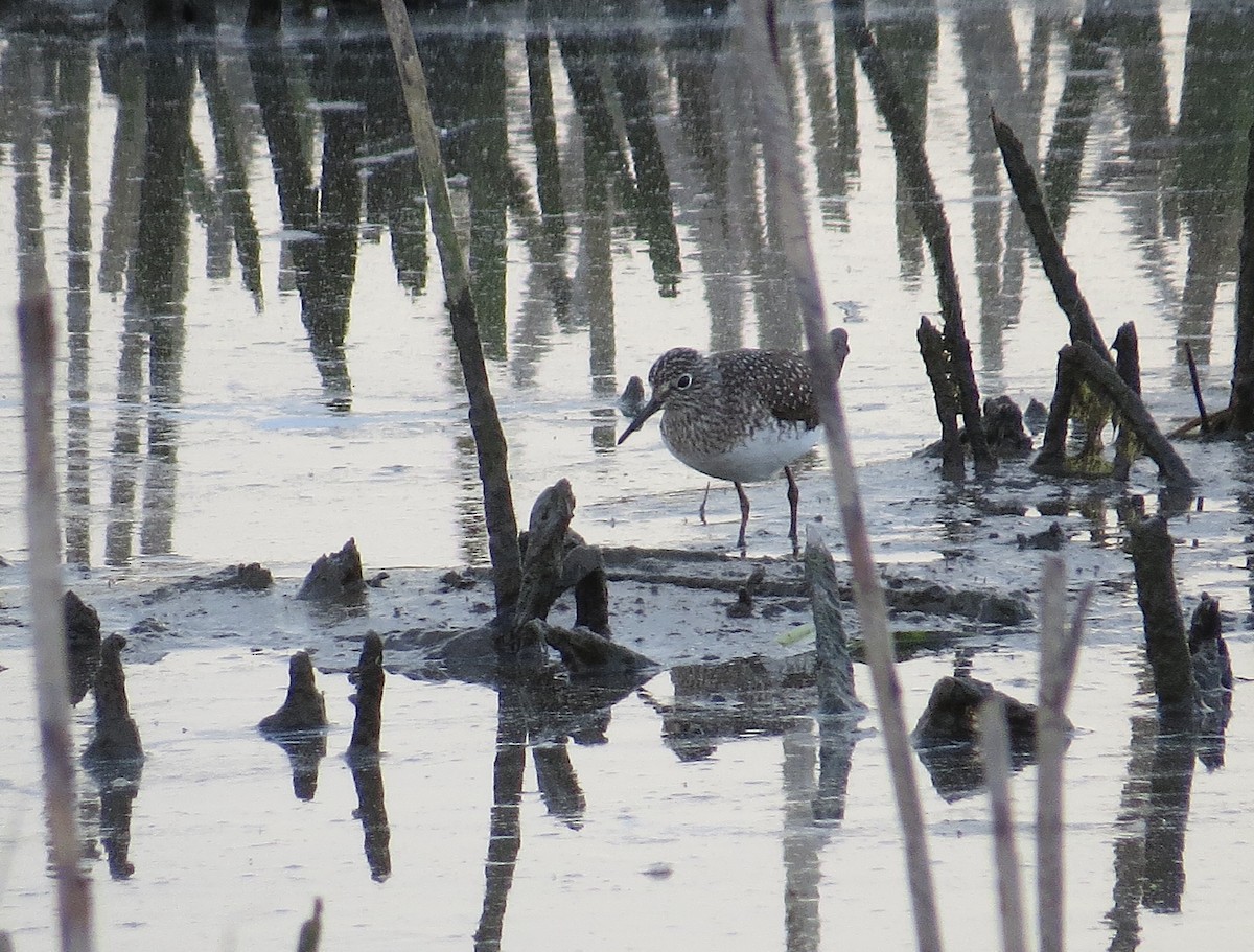 Solitary Sandpiper - Bill Rowe