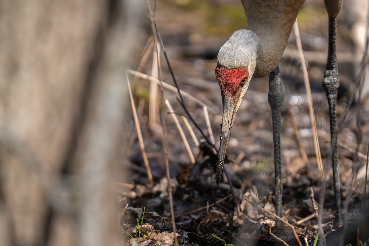 Sandhill Crane - ML617842957