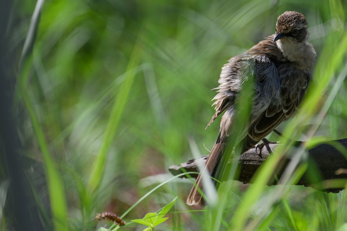 Galapagos Mockingbird - ML617842960