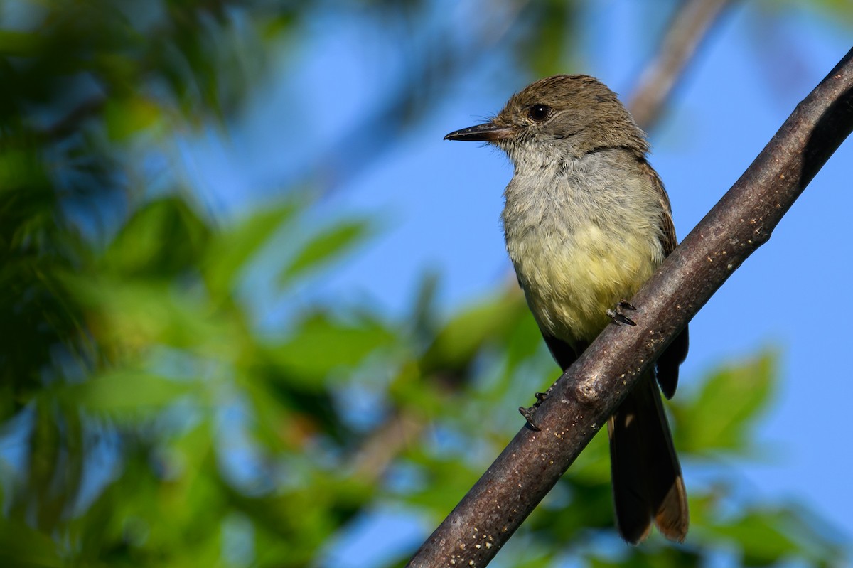 Galapagos Flycatcher - ML617842976