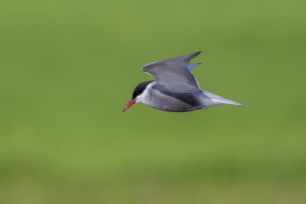 Whiskered Tern - César Diez González