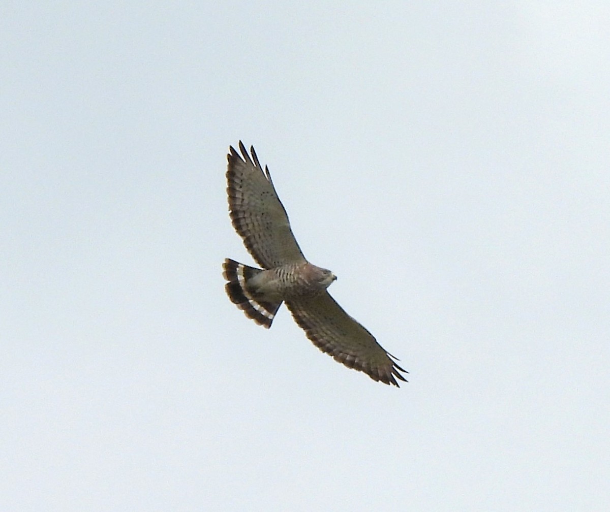 Broad-winged Hawk - ML617843014