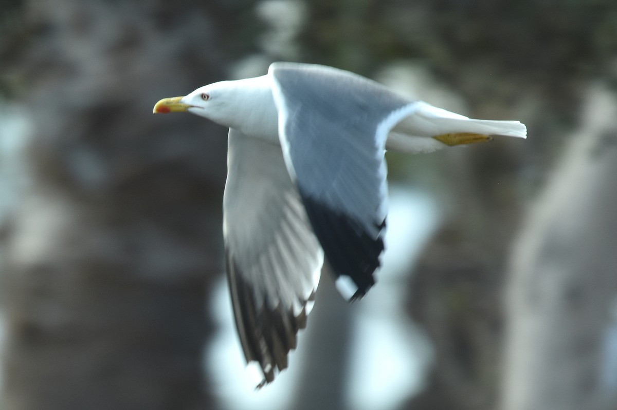 Yellow-legged Gull - ML617843017