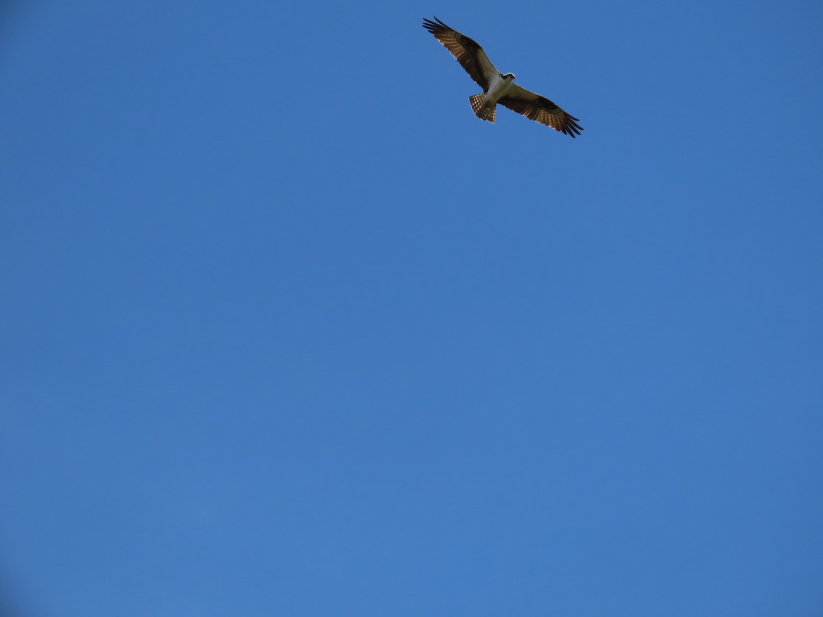 Osprey - Sylvie Huet