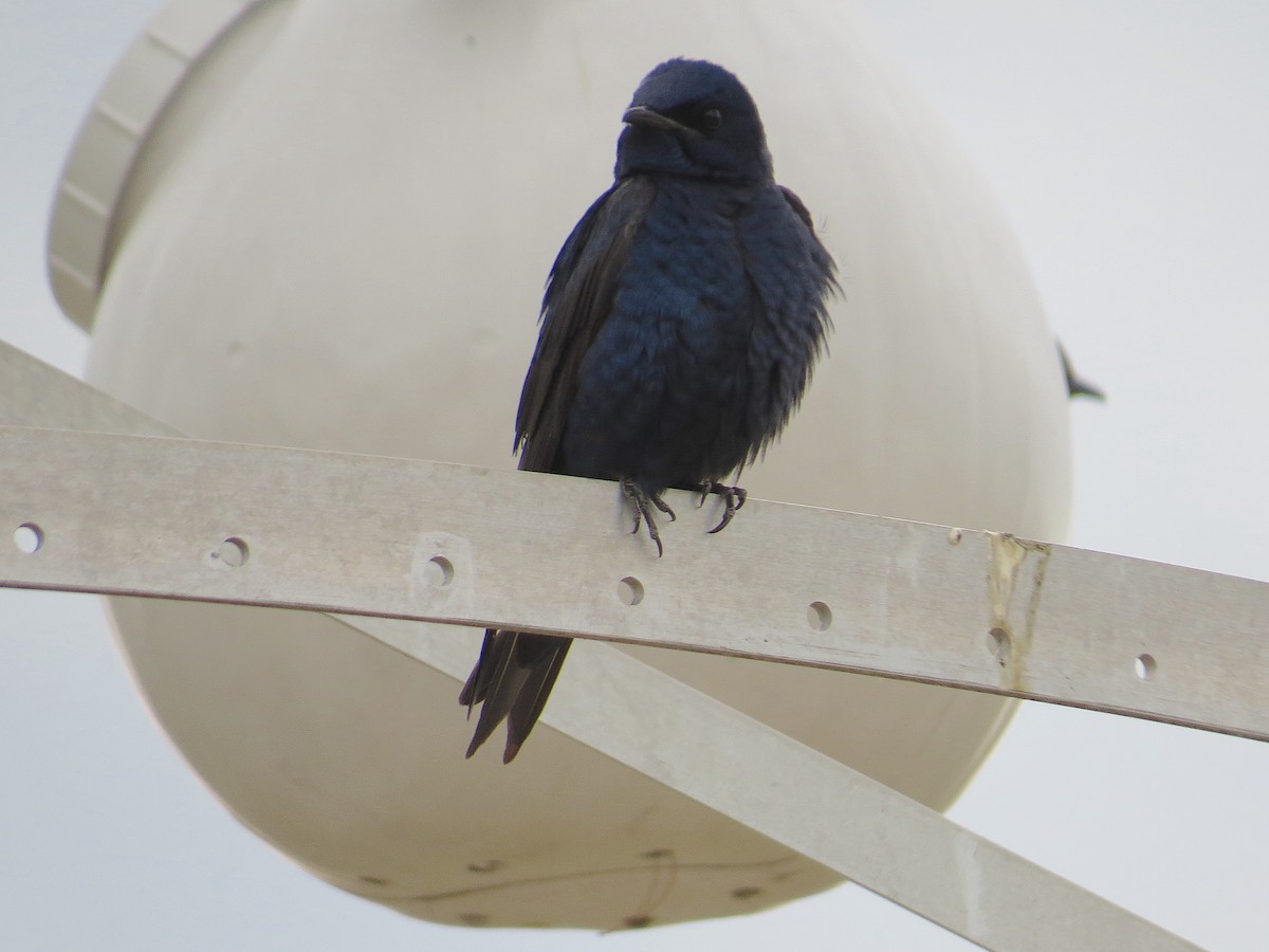 Purple Martin - Bill Rowe