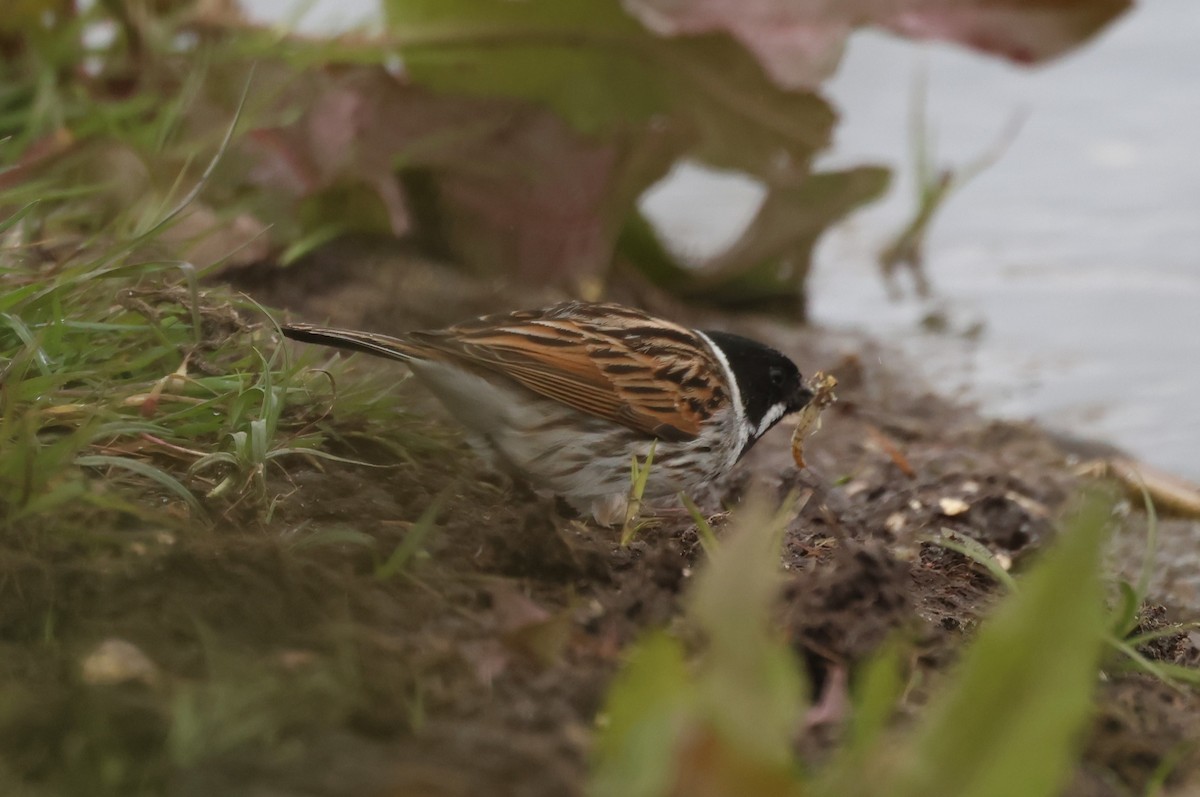 Reed Bunting - ML617843023