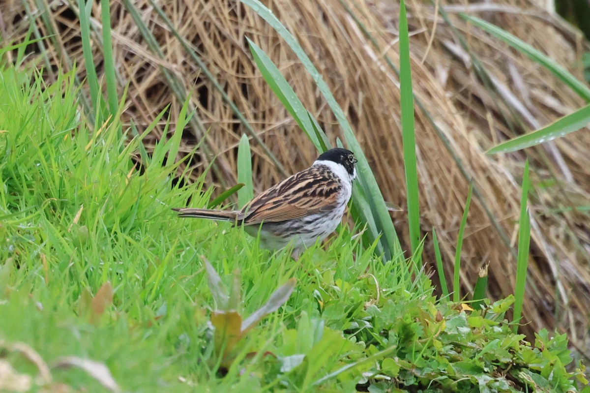 Reed Bunting - ML617843024