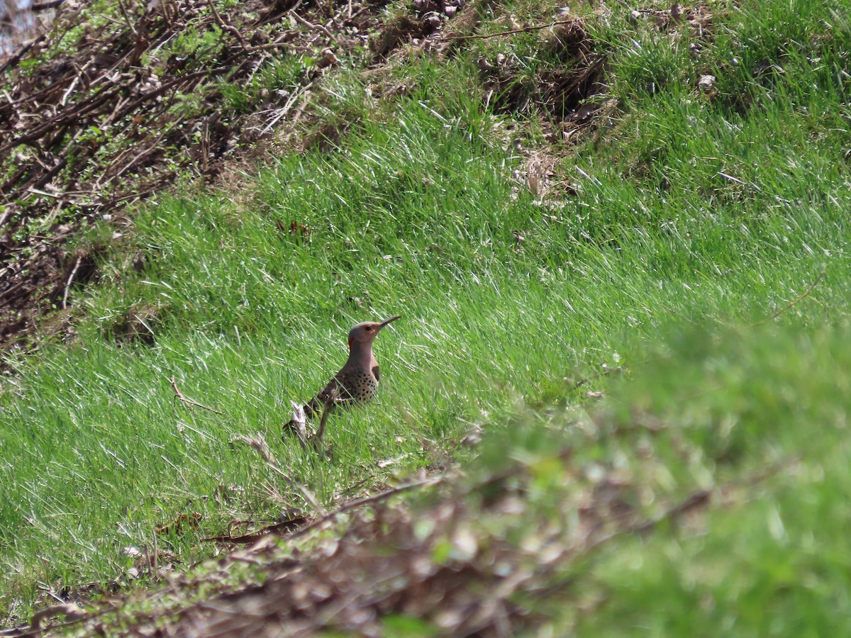 Northern Flicker - Sylvie Huet