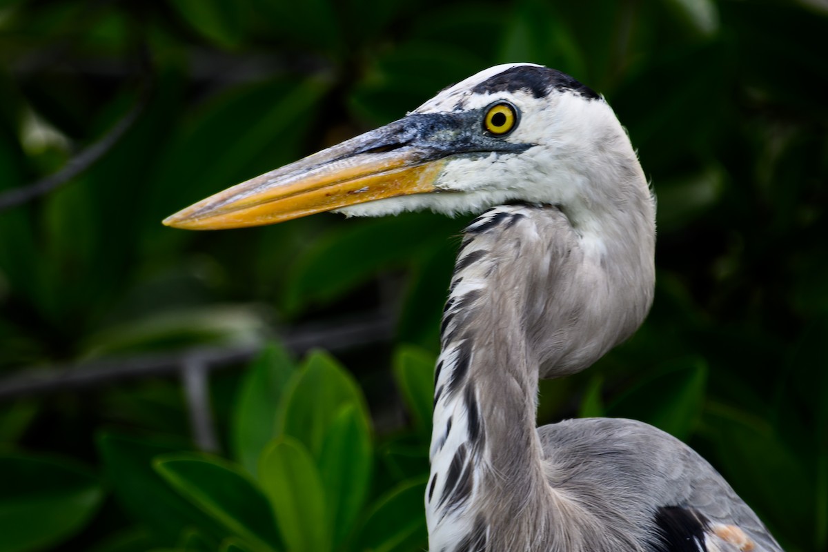 Great Blue Heron - ML617843035