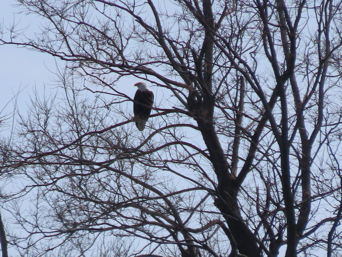 Bald Eagle - Sylvie Huet