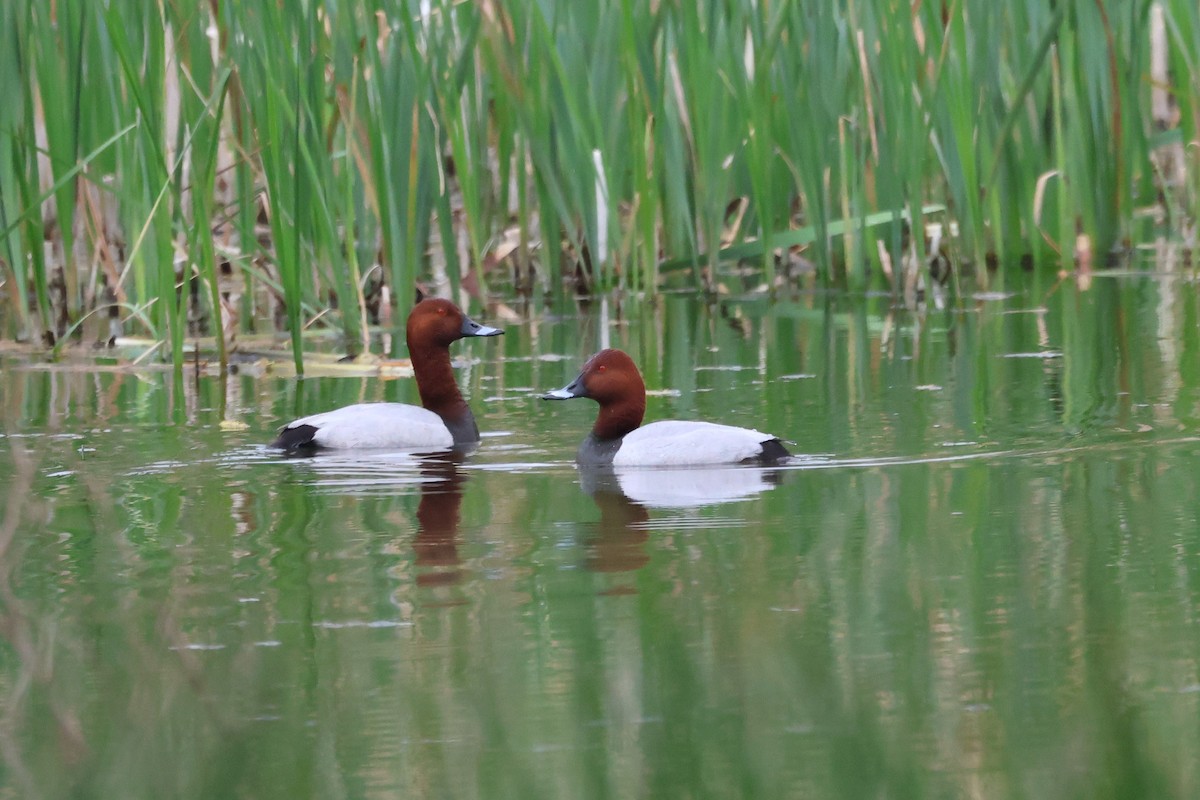 Common Pochard - ML617843045