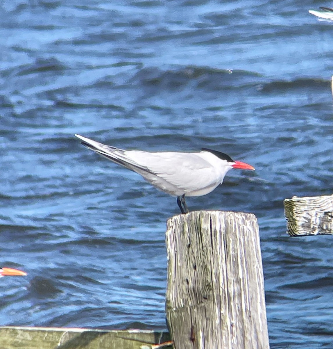 Royal Tern - ML617843046