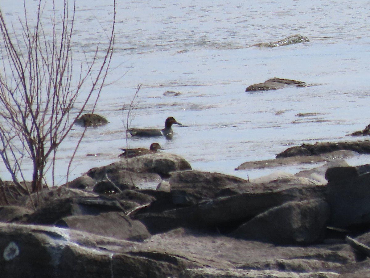 Green-winged Teal - Sylvie Huet