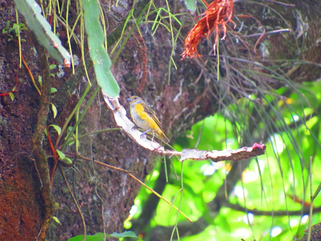 Yellow-throated Euphonia - ML617843068
