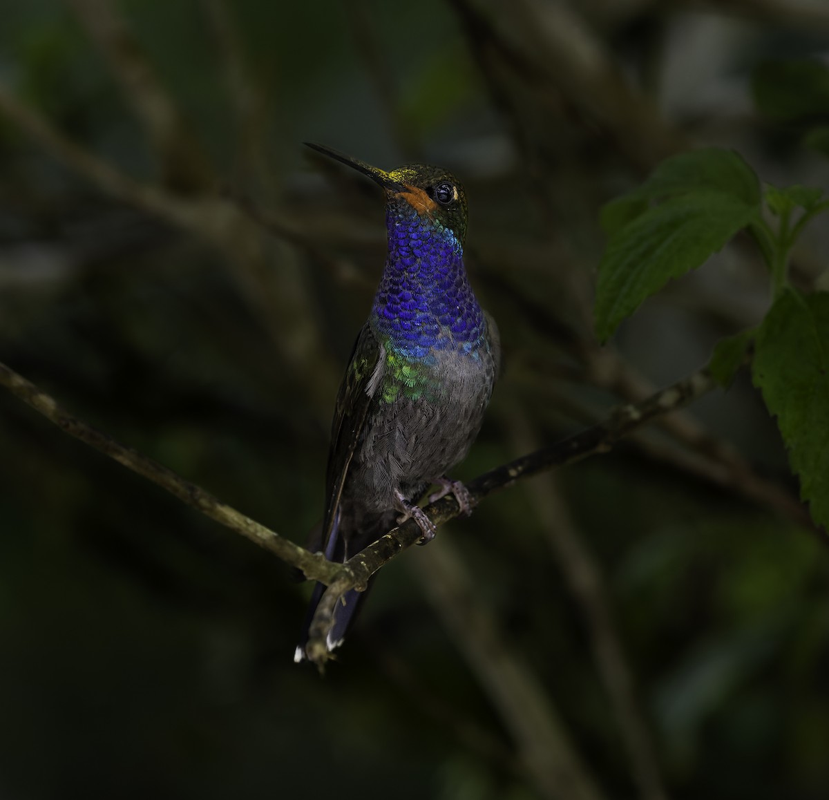kolibřík irisový - ML617843087