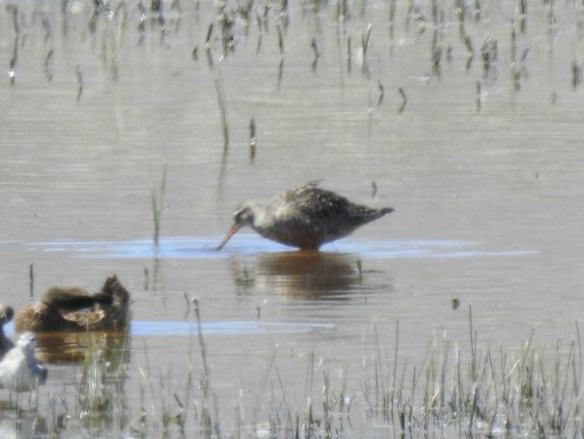 Hudsonian Godwit - ML617843108