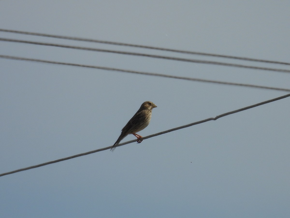 Corn Bunting - Richard Štochl