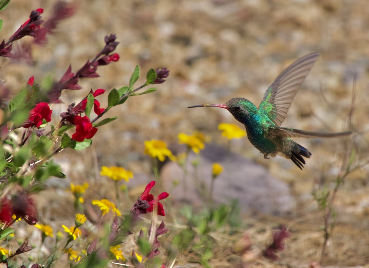 Geniş Gagalı Kolibri - ML617843133