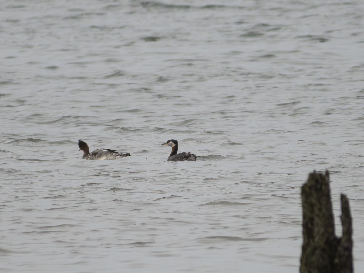 Red-necked Grebe - ML617843159