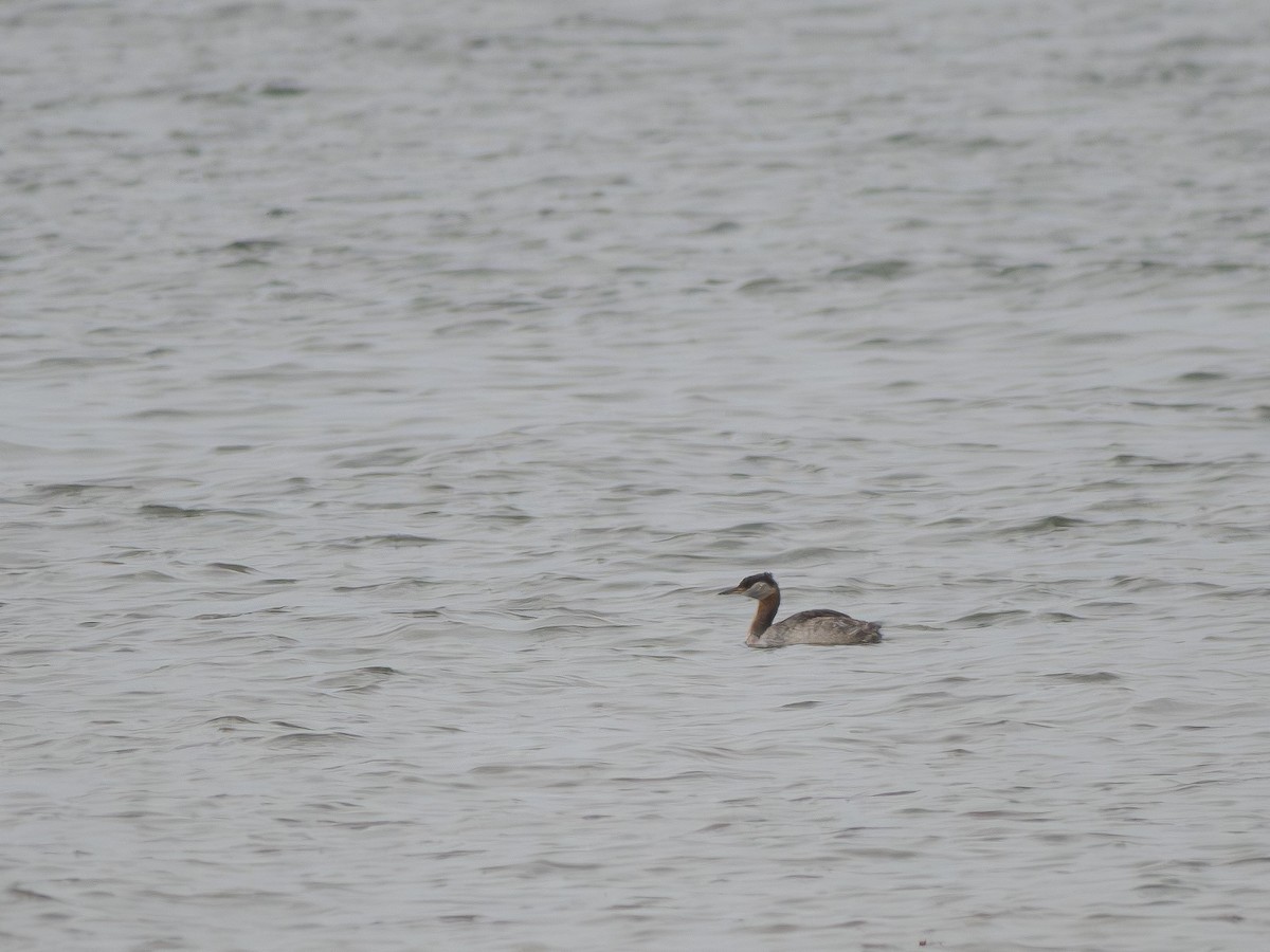 Red-necked Grebe - ML617843160