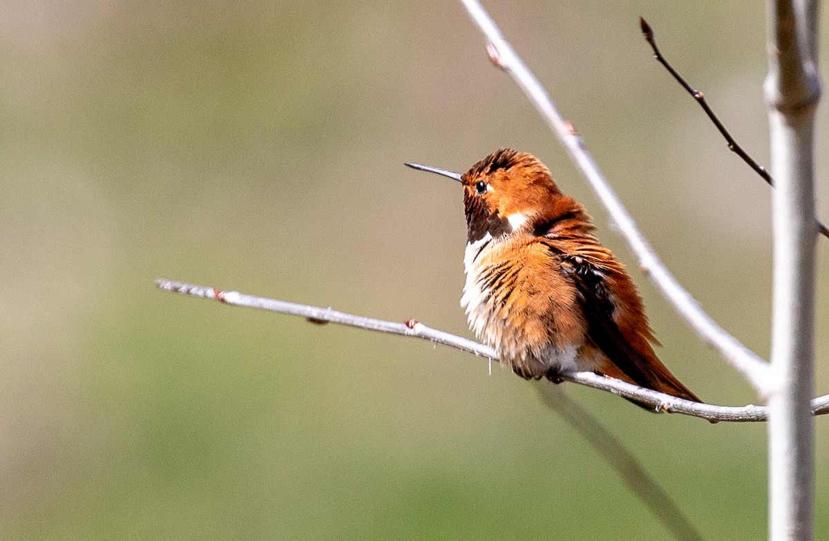 Rufous Hummingbird - Andrew Cauldwell